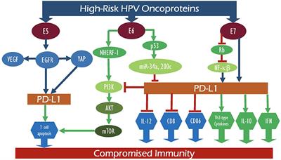 <mark class="highlighted">High-Risk HPV</mark> Oncoproteins and PD-1/PD-L1 Interplay in Human Cervical Cancer: Recent Evidence and Future Directions